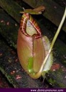 Nepenthes sumatrana S Dist-01